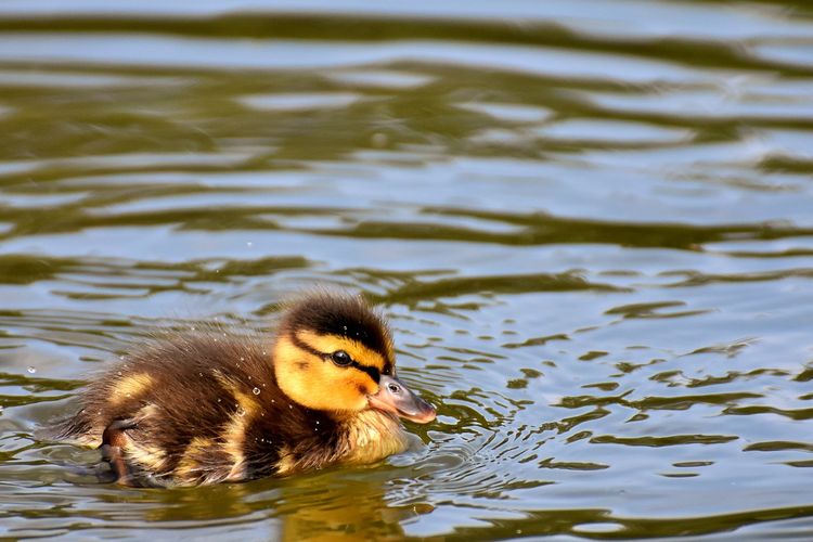 Bulu bebek tidak basah ketika berenang di air karena dilapisi oleh minyak yang dihasilkan kelenjar preen di dekat ekornya.