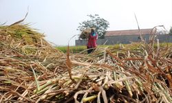 Potensi Gagal Panen, Kemarau Jadi Momentum Petani Asuransikan Sawah