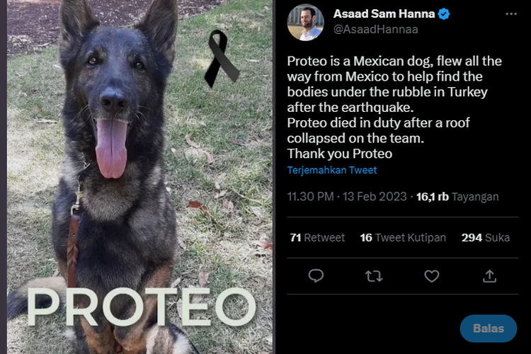 Tangkap layar foto anjing Proteo yang tewas usai menolong korban gempa Turkiye.