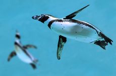 Sekitar 2.000 Penguin Ditemukan Mati, Terseret Arus ke Pantai Uruguay