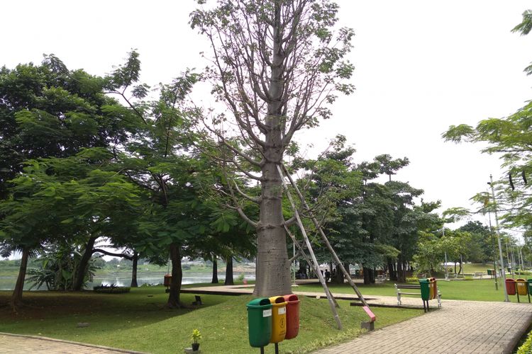 Pohon Baobab di Taman Kota Ria Rio, Pulomas, Jakarta Timur, Jumat (9/3/2018)