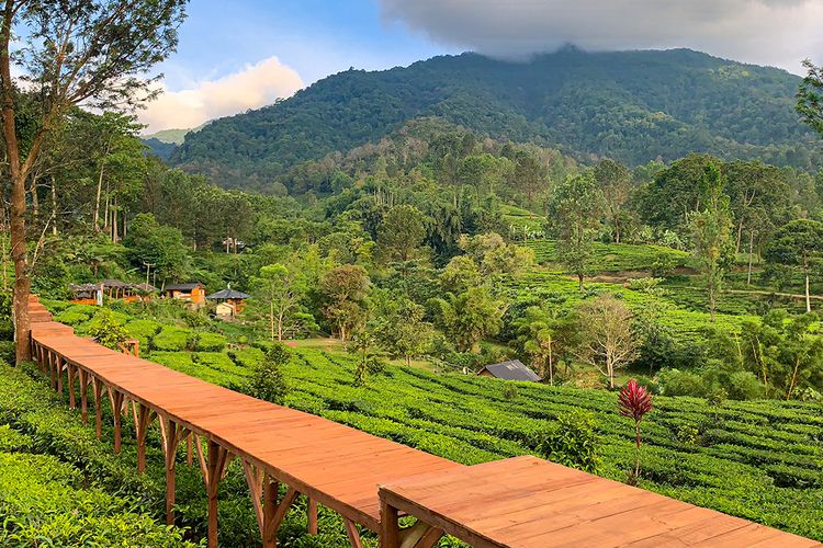 Tea Bridge di kawasan Agrowisata Gunung Mas, Puncak Bogor 