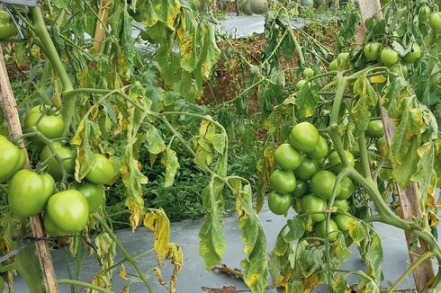 Cara Mengendalikan Penyakit Layu Fusarium Tomat Pakai Trichoderma Sp