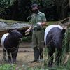 taman safari bogor penjelasan