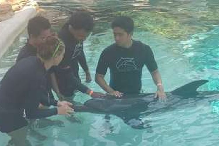 Seekor lumba-lumba saat berinteraksi dengan pengunjung Dolphin Island, Singapura pada Senin (26/9/2016).