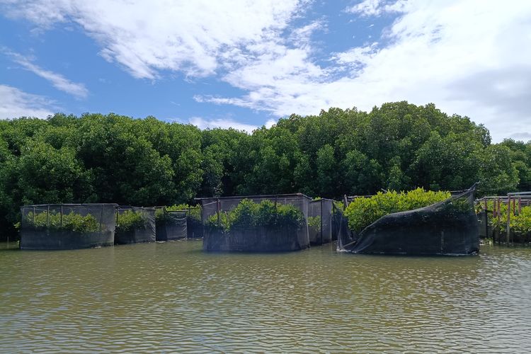 Rumpon tanaman mangrove di Pulau Serangan, Bali, pada Jumat (5/12/2025).