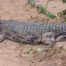 Menegangkan, Kakak Selamatkan Adik dari Gigitan Buaya di Dalam Laut, Ini Kronologinya