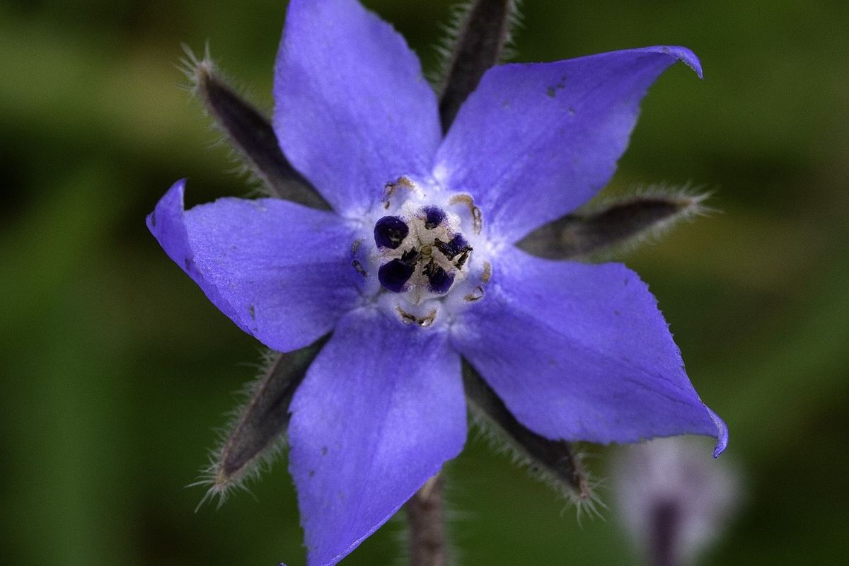 Ilustrasi bunga borage atau bunga bintang.