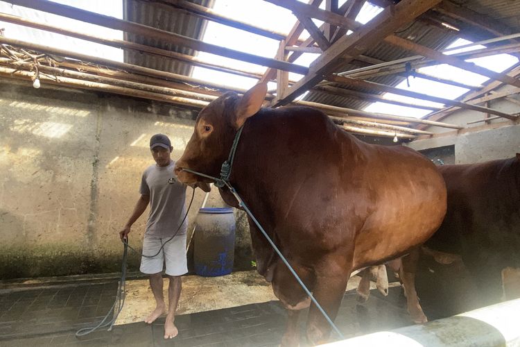 Sapi Kurban Presiden Prabowo dari Sukabumi Berbobot 1,1 Ton, Diberi Nama Predator