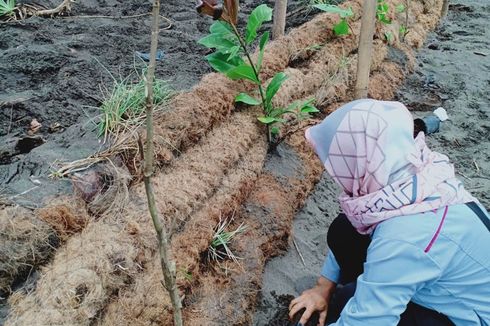 Kisah Peneliti di Jawa Barat Selamatkan Pantai dengan Sabut Kelapa