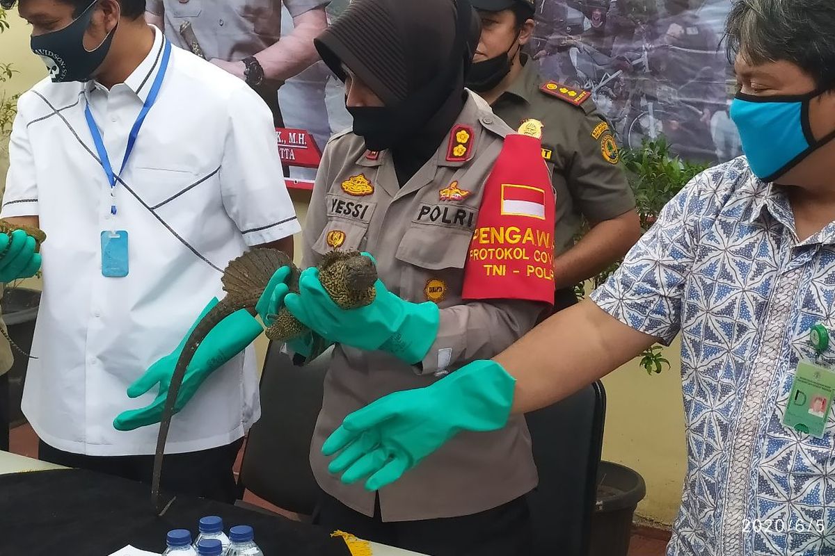 Wakapolres Bandara Soekarno-Hatta AKBP Yessi Kurniati memegang barang bukti Reptil Soa Layar yang akan diperdagangkan secara ilegal, Jumat (5/6/2020)