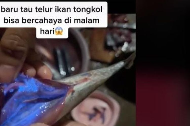 Viral video yang menyebut telur ikan tongkol bercahaya berwarna biru