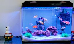 Waspada Gas Bubble Disease pada Ikan Peliharaan, Ini Gejalanya