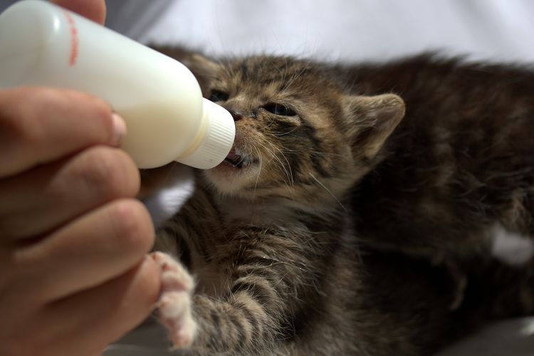 Ilustrasi anak kucing diberi susu formula khusus. 