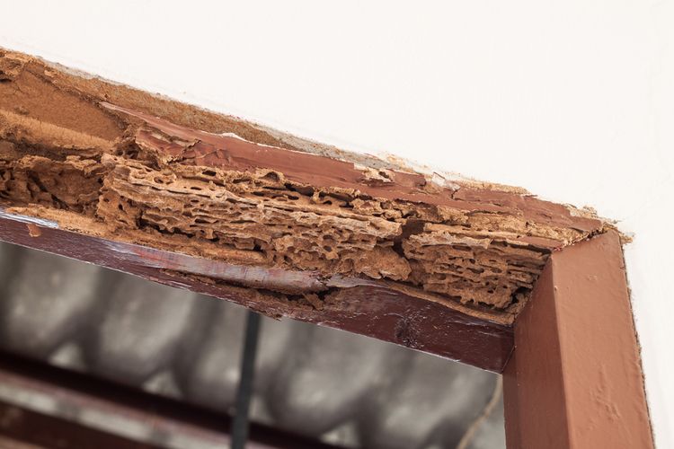 Ilustrasi permukaan kayu yang rusak karena rayap.