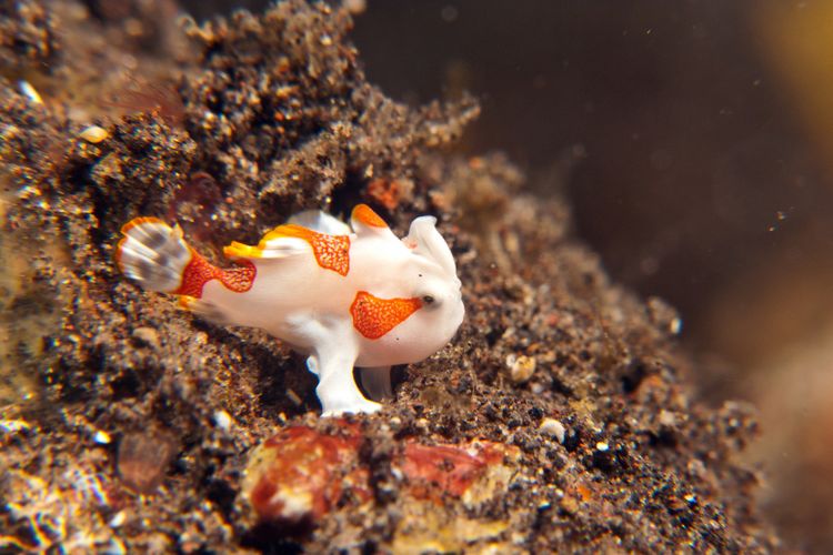 Frogfish