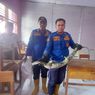 Biawak Masuk Ruang Kelas SMKN 1 Madiun, Damkar Turun Tangan