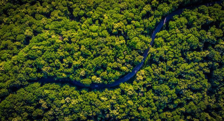 Ilmuwan Peringatkan Keruntuhan Ekosistem di Hutan Hujan Amazon