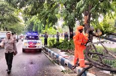 Pengendara Motor Terluka Usai Tertimpa Pohon Tumbang Saat Hujan di Sidoarjo