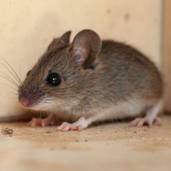 Ilustrasi tikus di rumah. 