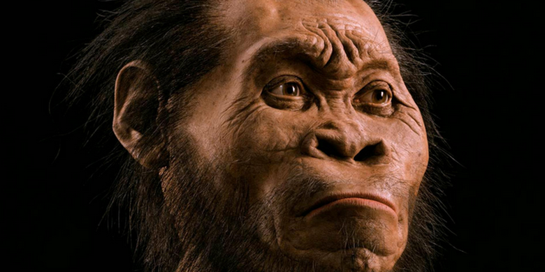 Manusia purba Homo erectus