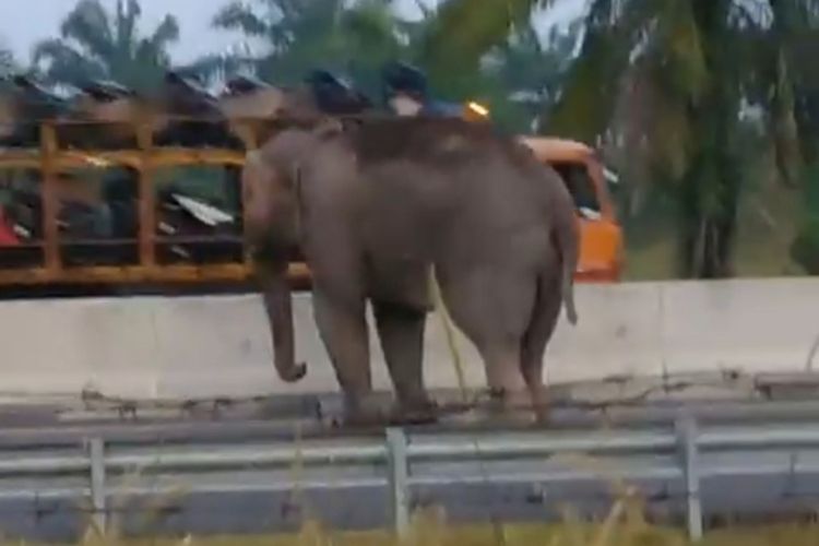 Seekor gajah melintas di jalan tol Pekanbaru-Dumai tepatnya di KM 73 Desa Pinggir, Kecamatan Pinggir, Kabupaten Bengkalis, Riau.