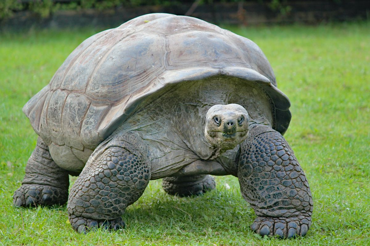 Ilustrasi kura-kura raksasa. Spesies reptil paling rentan terancam punah.
