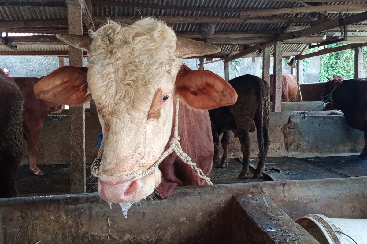 Kondisi sapi di kawasan Sanan, Kota Malang, Jawa Timur saat dalam kondisi bergejala PMK pada 25 Mei lalu. 