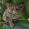 14 dari 15 Jenis Tarsius Ada di Indonesia, tapi Habitatnya Terus Tergerus