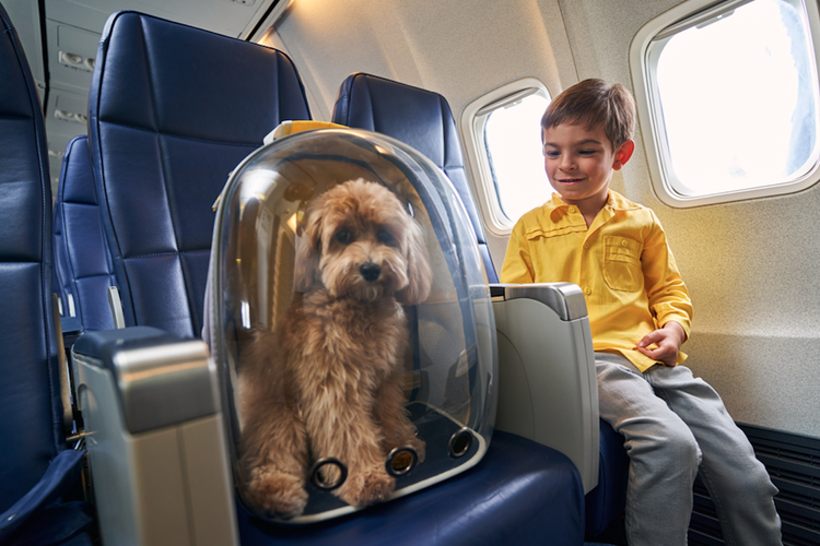 Peraturan membawa hewan di pesawat 