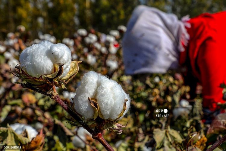 File foto yang diambil pada 14 Oktober 2018 ini menunjukkan seorang petani sedang memetik kapas di sebuah ladang di Hami di wilayah Xinjiang barat laut China. 