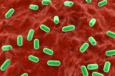 Inilah 5 Jenis Bakteri yang Hidup di Kulit Kita