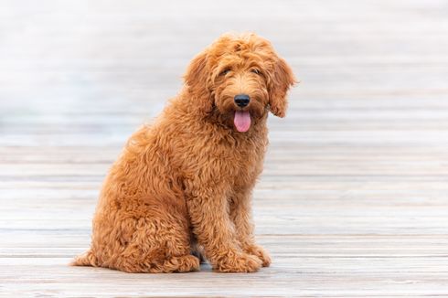 7 Fakta Menarik Anjing Goldendoodle, Campuran Golden dan Pudel
