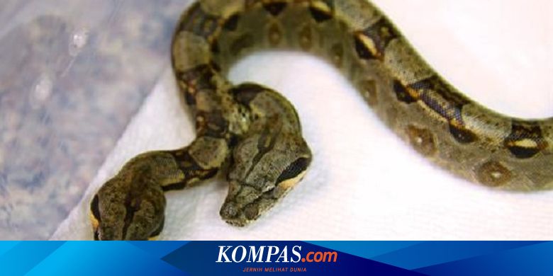 Kembar Siam Ular Ini Punya Dua Kepala Dan Jantung Ganda Halaman