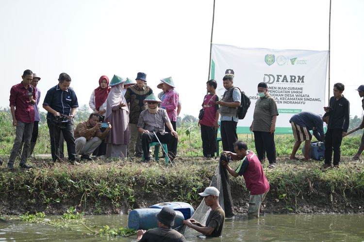 Peternak budidaya ikan gurame binaan Dompet Dhuafa di Desa Kenanga, Indramayu, Jawa Barat, kembali lakukan panen dengan capaian tembus 1 Ton per kolam, Sabtu (3/9/2022).
