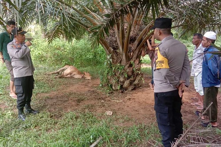Sapi milik petani di Desa Panton Rayeuk T, Kecamatan Banda Alam, Kabupaten Aceh Timur, Provinsi Aceh dilaporkan tewas dimangsa harimau, Rabu (18/10/2023).