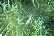 Dosen IPB: Fungi Laut Bermanfaat di Bidang Industri
