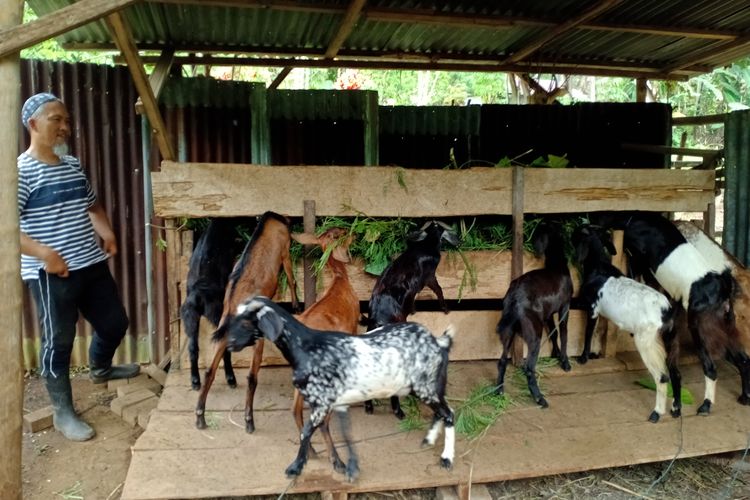 Permintaan Kambing Kurban di Sulut Meningkat, Harga Tembus Rp 6,5 Juta per Ekor