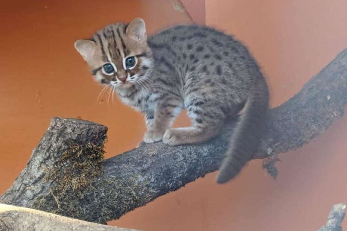 Bayi kucing terkecil di dunia lahir di Inggris. Meski ukurannya kecil, kucing ini tergolong galak.