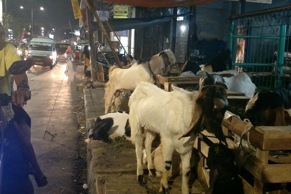 Pedagang Hewan Kurban yang Okupasi Seluruh jalan KH Mansyur, Tanah Abang, Jakarta Pusat, Jumat (9/8/2019).