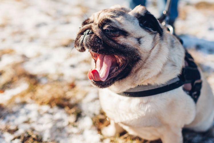 Ilustrasi anjing menguap