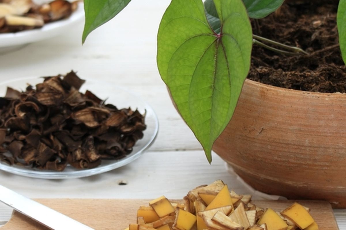 Ilustrasi kulit pisang untuk pupuk tanaman, membuat pupuk tanaman dari kulit pisang. 