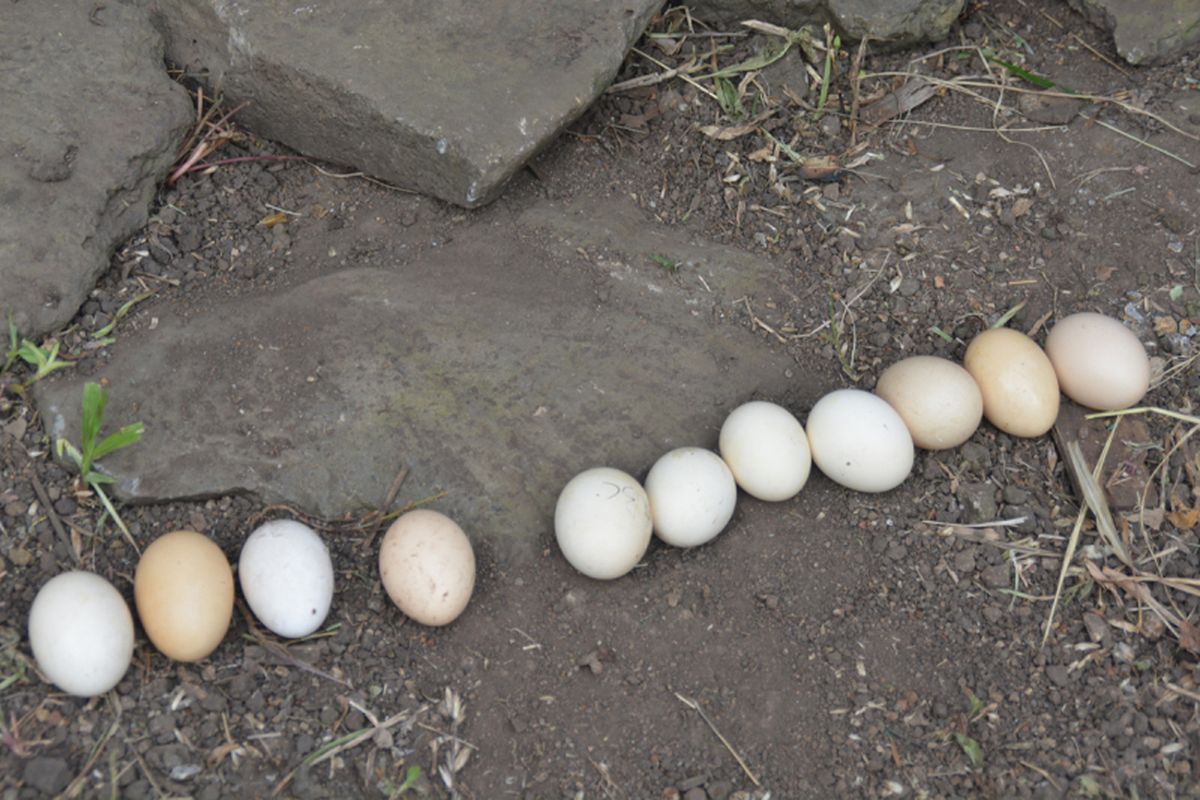 Sebelas butir telur ayam kampung yang siapkan untuk ritual kedha rugha manuk atau injak telur ayam di depan pintu masuk Mbaru Gendang atau rumah adat Suku Saghe, Jumat (2/11/2108). 