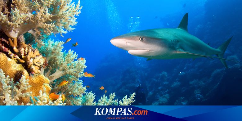 Benarkah Manusia Bergantung Pada Terumbu Karang Untuk Hidup Ini Alasannya Halaman All Kompas Com