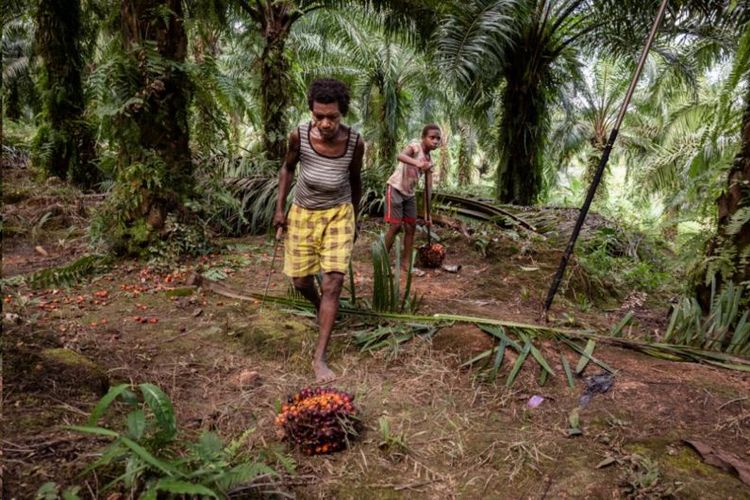 Samela, 10 tahun, tidak pernah sekolah, tinggal dan bekerja di perkebunan kelapa sawit milik perusahaan Korindo bersama neneknya di Boven Digoel, Papua.