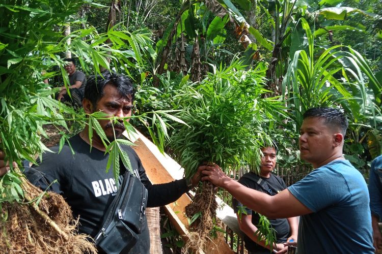 Polisi saat mengamankan ladang ganja di Gunung Karuhun,  Kampung Pasirleneng, Desa Cimenteng, Kecamatan Campaka, Kabupaten Cianjur, Jawa Barat.