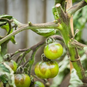 Ilustrasi tanaman tomat layu terkena jamur.