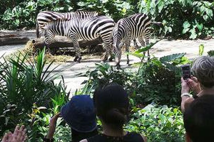 Pengunjung bisa berinteraksi langsung dengan satwa yang dilindungi  di Singapore Zoo, Singapura. Tempat hidup satwa-satwa itu dibuat pada sepenggal hutan seperti habitat aslinya.