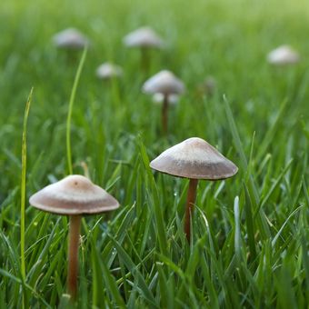 Ilustrasi jamur tumbuh di rumput atau kebun.