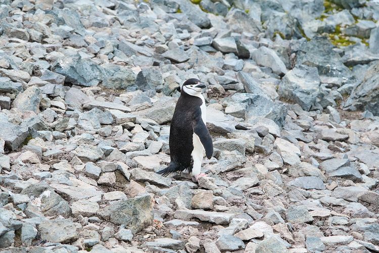 Ilustrasi penguin chinstrap. Musim kawin penguin di Antartika maju hingga satu bulan lebih cepat. Ilmuwan menilai perubahan ini terkait krisis iklim.